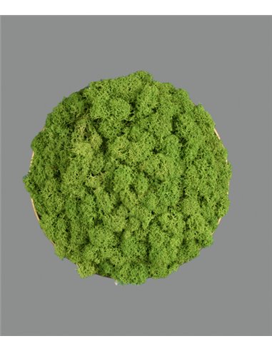 Aplique de pared Chamaleon – ACB – Lámpara decorativa hecha de musgo 100% natural, LED 3000K