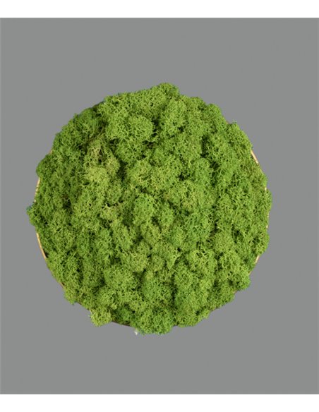 Aplique de pared Chamaleon – ACB – Lámpara decorativa hecha de musgo 100% natural, LED 3000K